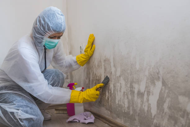 Professional Mold Remediation in Berkley, CO