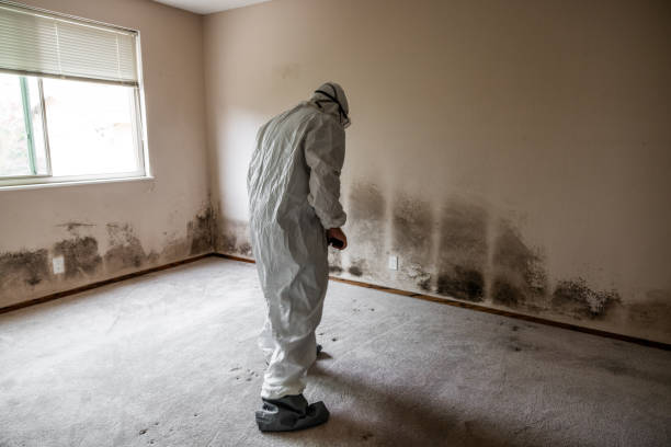 Best Post-Flood Mold Remediation in Berkley, CO